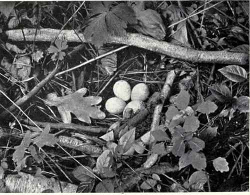 NEST AND EGGS OF WOODCOCK.