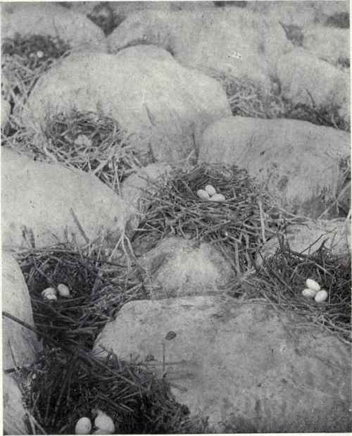 NESTS OF DOUBLE CRESTED CORMORANTS