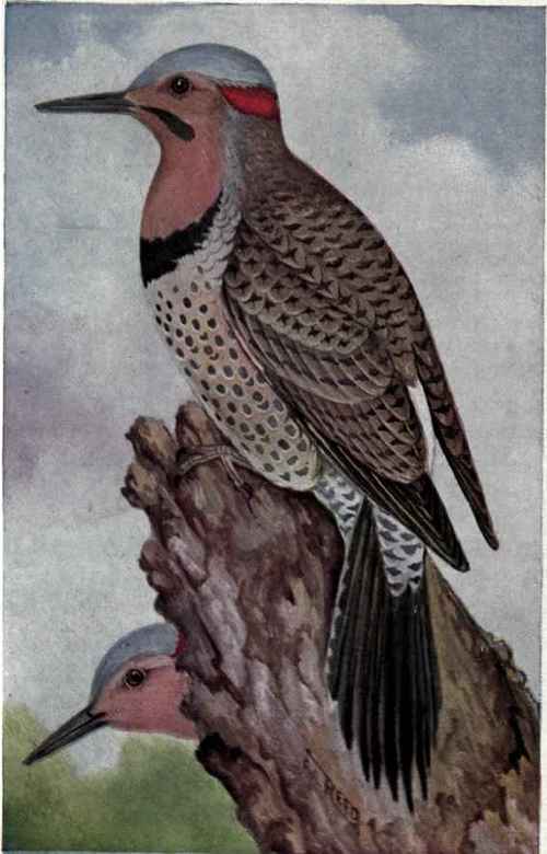 NORTHERN FLICKER