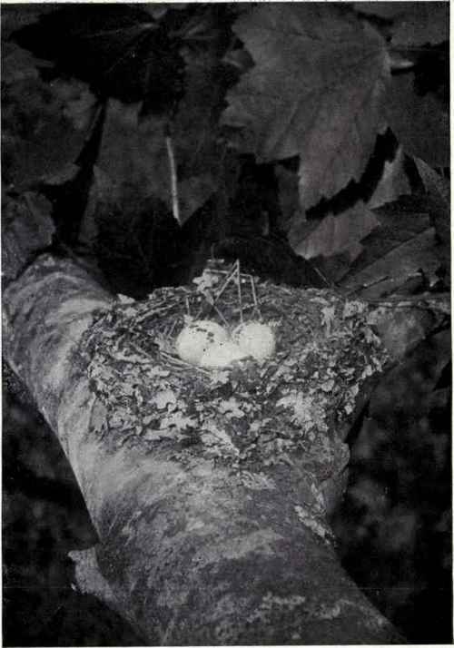 Nest And Eggs Of Wood Pewee