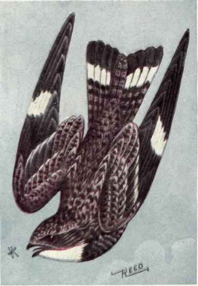 Nighthawk