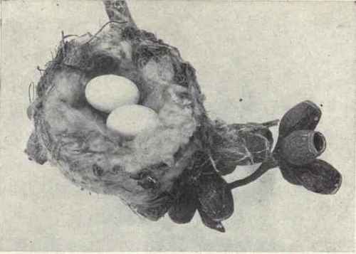 North American Birds' Eggs