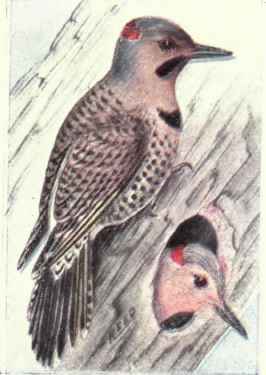 Northern Flicker