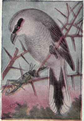 Northern Shrike