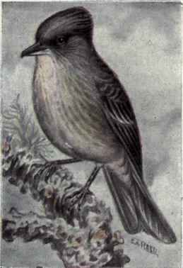 Olive sided Flycatcher