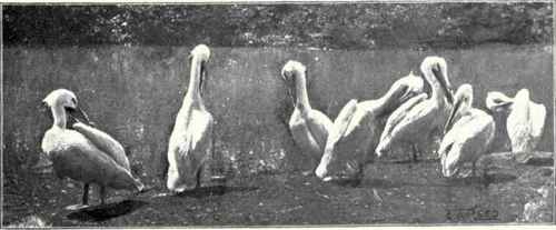 PELICAN POND. Washington Zoological Park