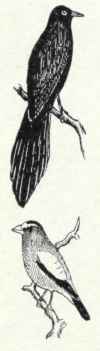 PERCHING BIRDS