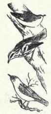 PERCHING BIRDS