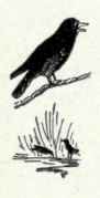 PERCHING BIRDS