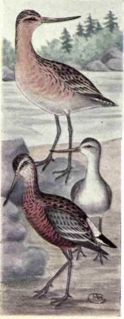 Pacific Godwit. Hudsonian Godwit.
