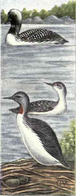 Pacific Loon Red throated Loon