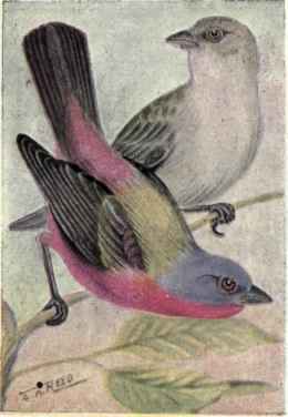 Painted Bunting