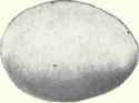 Pale bluish white