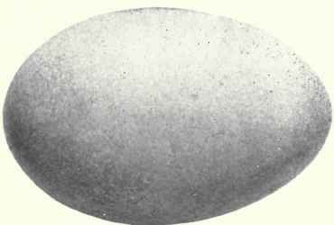 Pale buff