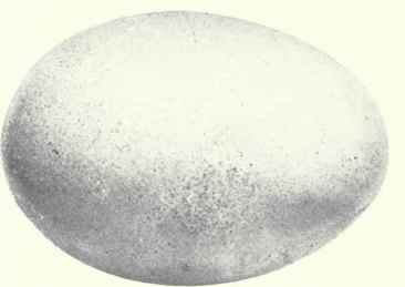 Pale greenish gray