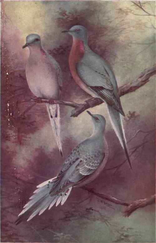 Passenger Or Wild Pigeon