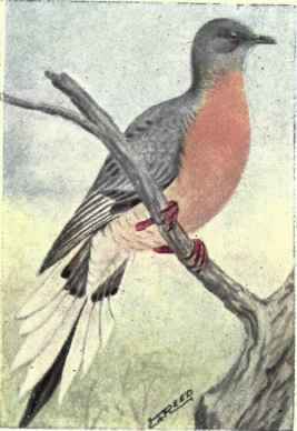 Passenger Pigeon