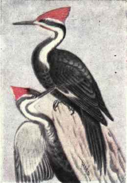 Pileated Woodpecker