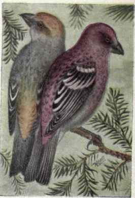 Pine Grosbeak
