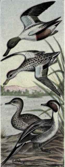 Pintail. Shoveller