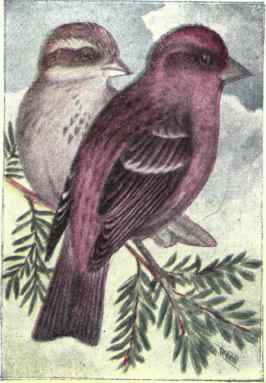 Purple Finch