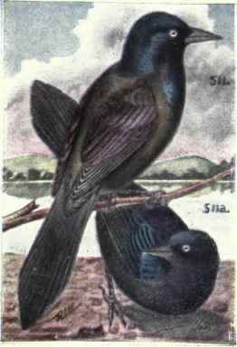 Purple Grackle Bronzed Grackle