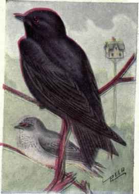 Purple Martin