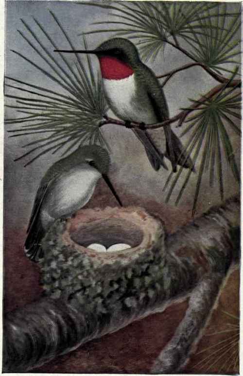 RUBY THROATED HUMMINGBIRD