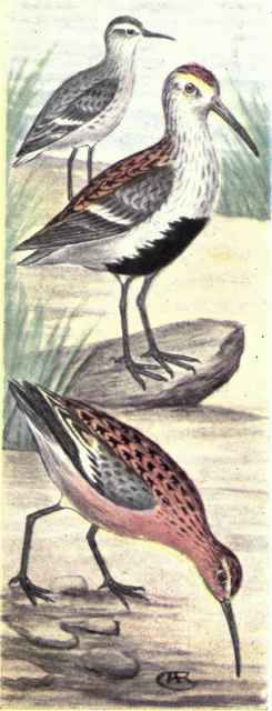 Red backed Sandpiper. Curlew Sandpiper.