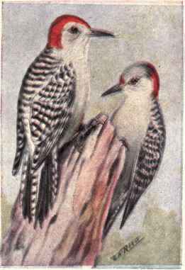 Red bellied Woodpecker