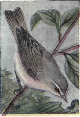 Red eyed Vireo
