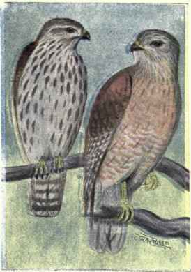 Red shouldered Hawk