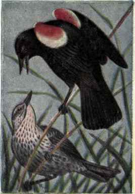 Red winged Blackbird