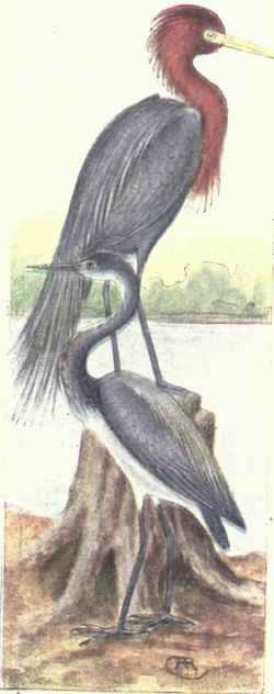 Reddish Egret Louisiana Heron