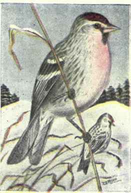 Redpoll