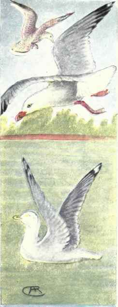 Ring billed Gull. California Gull
