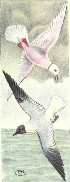 Ross Gull. Sabine Gull