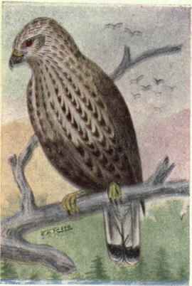 Rough legged Hawk