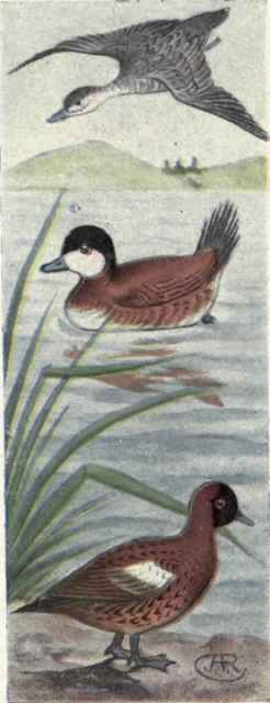 Ruddy Duck Masked Duck