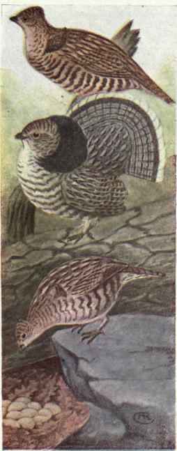Ruffed Grouse