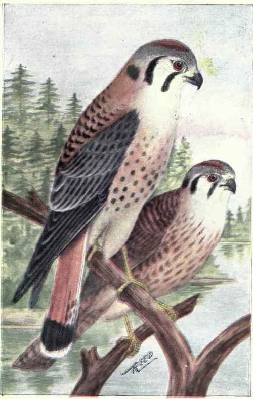 SPARROW HAWK