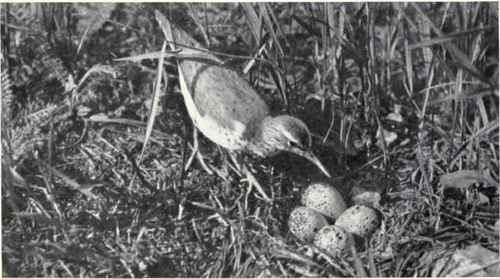 SPOTTED SANDPIPER AND NEST.