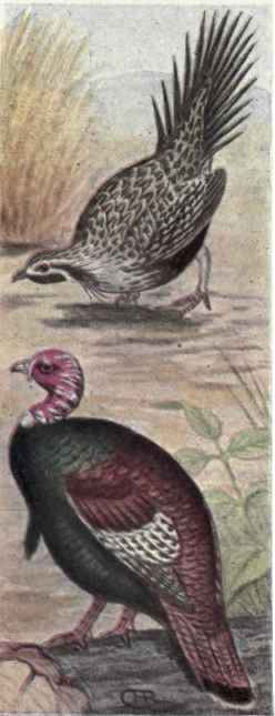 Sage Hen. Wild Turkey