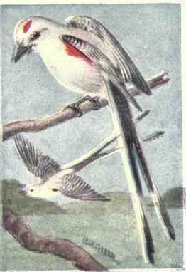 Scissor tailed Flycatcher