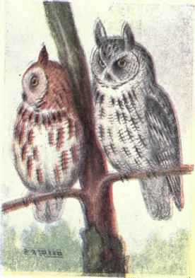 Screech Owl