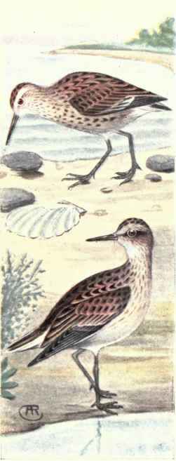 Sharp tailed Sandpiper. Pectoral Sandpiper.