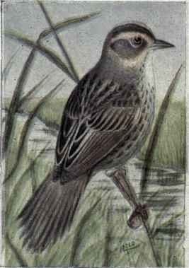 Sharp tailed Sparrow