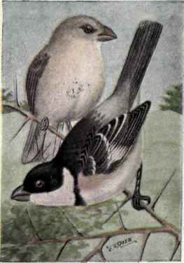 Sharpe's Seed eater