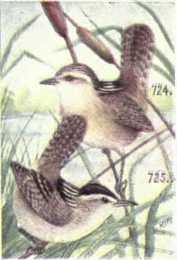 Short billed Marsh Wren. Long billed Marsh Wren