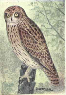 Short eared Owl